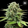 AUTO GUERILLA GLUE · Bulk Seed Bank · cannabis samen · Auto Fem