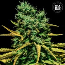 AUTO HELL BELLS OG · Bulk...