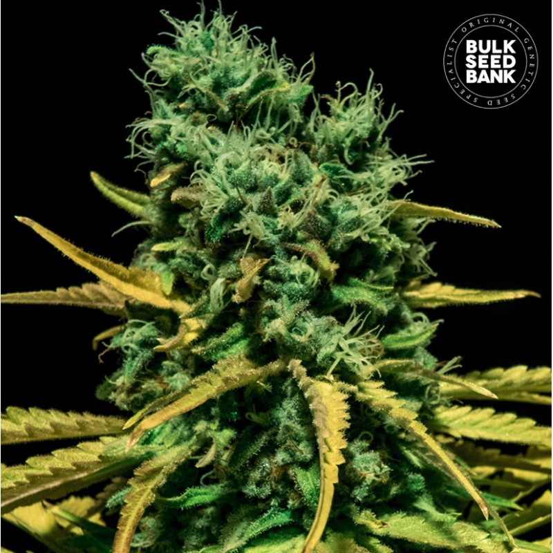 AUTO HELL BELLS OG · Bulk Seed Bank · graines de cannabis · Auto Fem