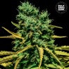 AUTO HELL BELLS OG · Bulk Seed Bank · graines de cannabis · Auto Fem