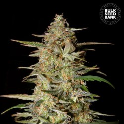AUTO HINDU KUSH · Bulk Seed...