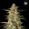 AUTO HINDU KUSH · Bulk Seed Bank · graines de cannabis · Auto Fem
