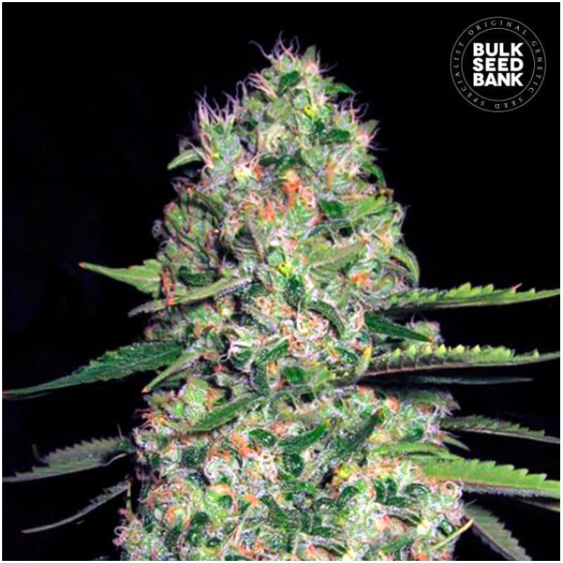 AUTO JACK HAIR · Bulk Seed Bank · cannabis samen · Auto Fem