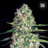 AUTO JACK HAIR · Bulk Seed Bank · semillas de marihuana · Auto Fem