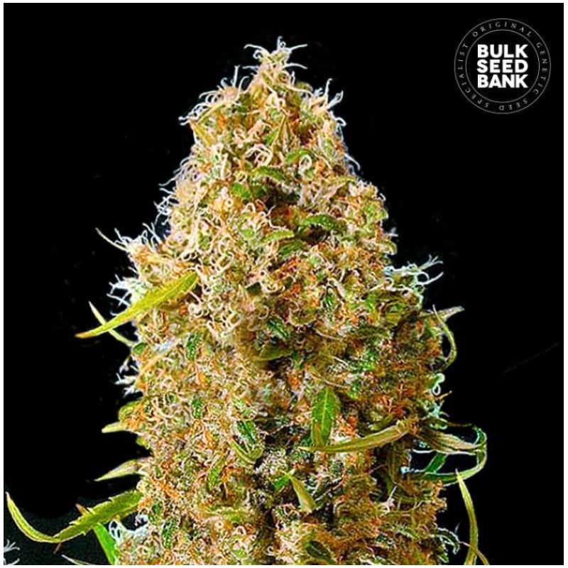 AUTO KALI'S MISTERY · Bulk Seed Bank · cannabis samen · Auto Fem