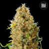 AUTO KALI'S MISTERY · Bulk Seed Bank · cannabis samen · Auto Fem