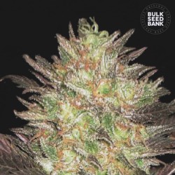 AUTO LAVENDER BEST · Bulk...