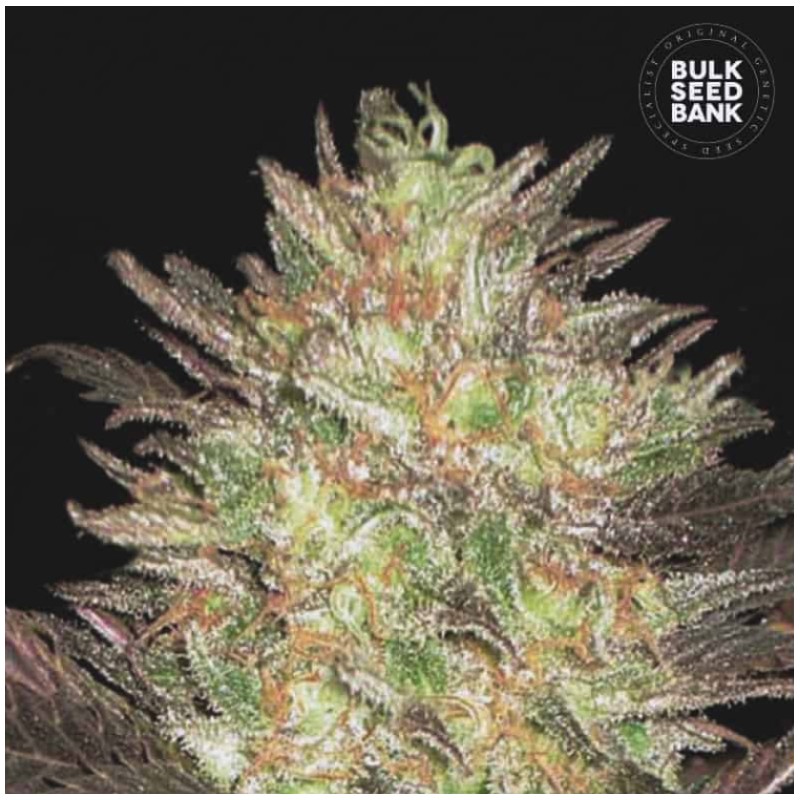 AUTO LAVENDER BEST · Bulk Seed Bank · graines de cannabis · Auto Fem