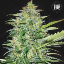 AUTO LIME SKUNK · Bulk Seed...