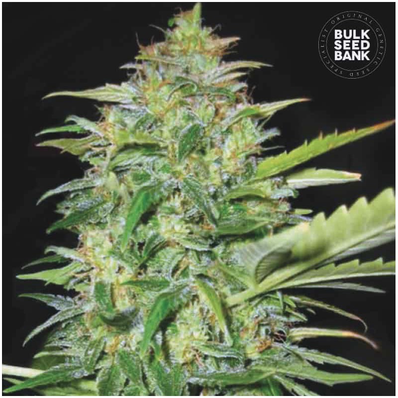AUTO LIME SKUNK · Bulk Seed Bank · semillas de marihuana · Auto Fem