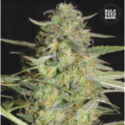 AUTO LOVERYDER · Bulk Seed...