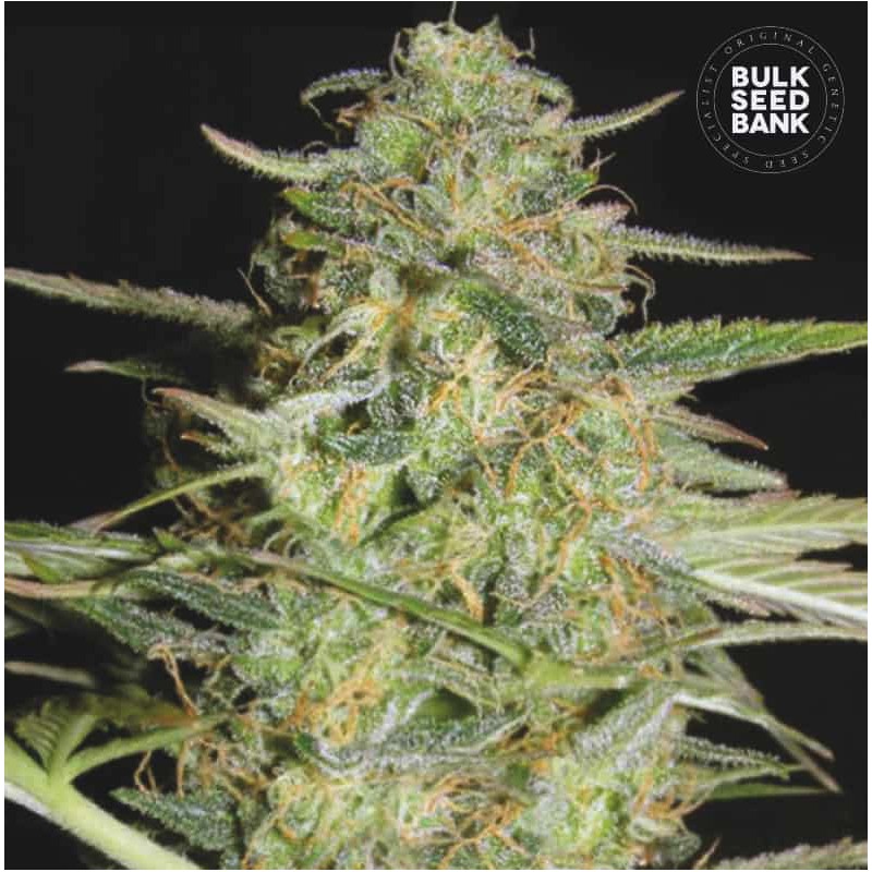 AUTO LOVERYDER · Bulk Seed Bank · graines de cannabis · Auto Fem