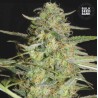AUTO LOVERYDER · Bulk Seed Bank · graines de cannabis · Auto Fem