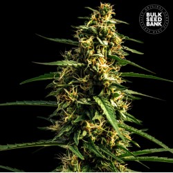 AUTO MANDALIME JUICE · Bulk...