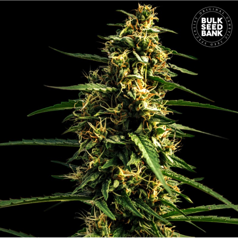 AUTO MANDARINE JUICE · Bulk Seed Bank · semi di canapa · Auto Fem