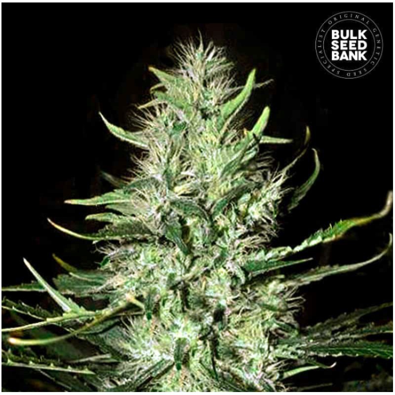 AUTO MAZAR EXTRA · Bulk Seed Bank · sementes de maconha · Auto Fem