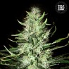 AUTO MAZAR EXTRA · Bulk Seed Bank · graines de cannabis · Auto Fem