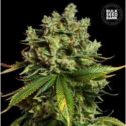 AUTO MIMOSA FAMOSA · Bulk...