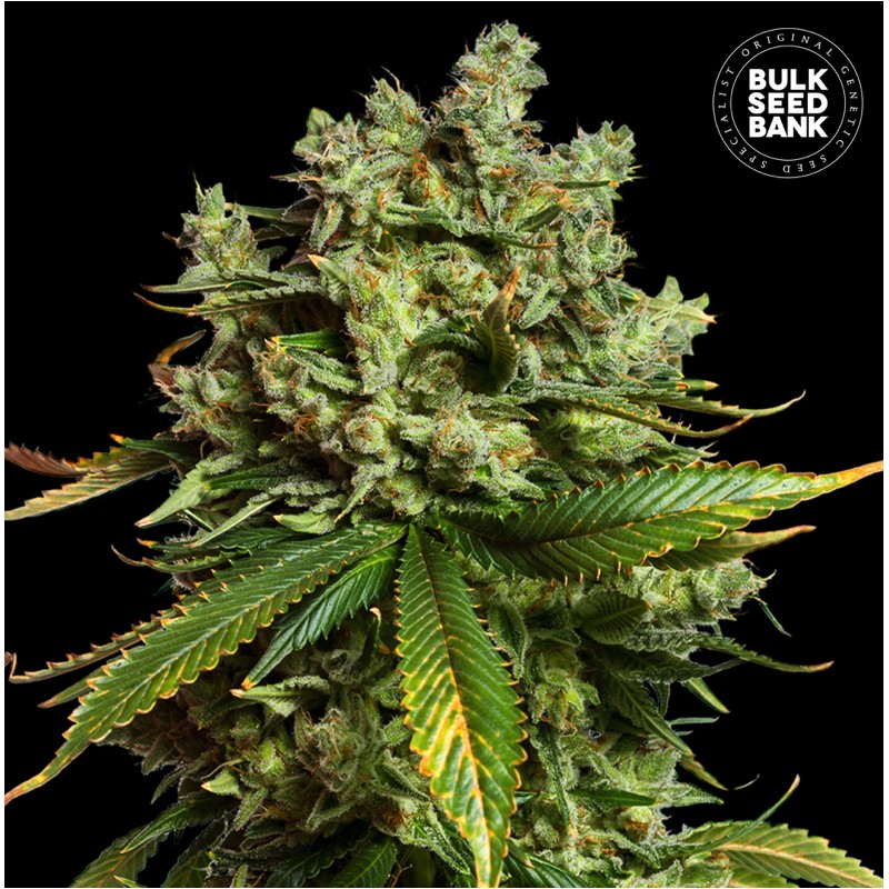 AUTO MIMOSA FAMOSA · Bulk Seed Bank · sementes de maconha · Auto Fem