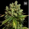 AUTO MIMOSA FAMOSA · Bulk Seed Bank · sementes de maconha · Auto Fem