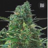 AUTO NBA DIESEL · Bulk Seed Bank · kenevir tohum · Auto Fem