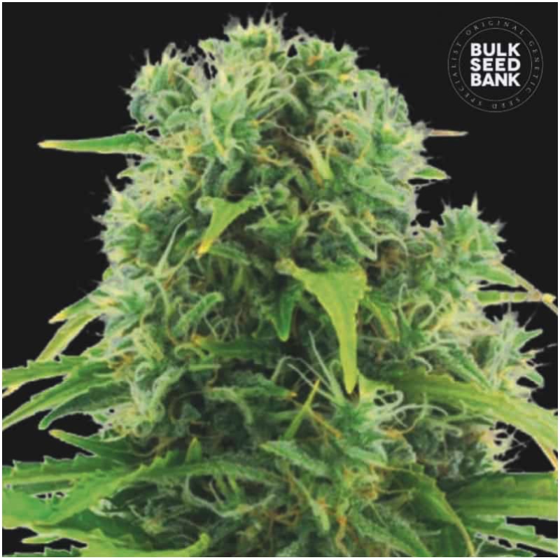 AUTO NORTHERN LIGHT · Bulk Seed Bank · sementes de maconha · Auto Fem