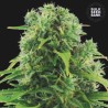 AUTO NORTHERN LIGHT · Bulk Seed Bank · sementes de maconha · Auto Fem