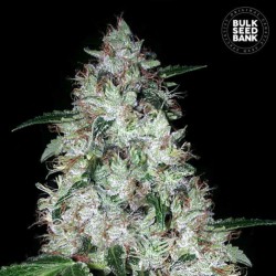 AUTO OG KUSH · Bulk Seed...