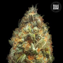 AUTO ORIGINAL ORANGE BUD ·...