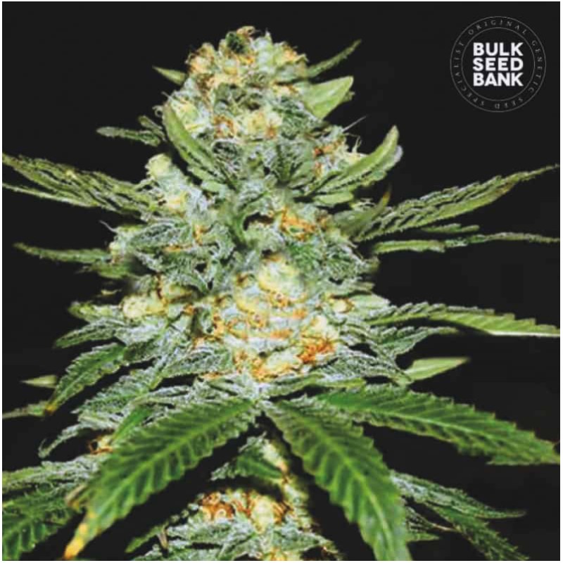 AUTO PERFECT POWER PLANT · Bulk Seed Bank · semi di canapa · Auto Fem