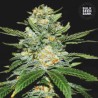 AUTO PERFECT POWER PLANT · Bulk Seed Bank · semi di canapa · Auto Fem