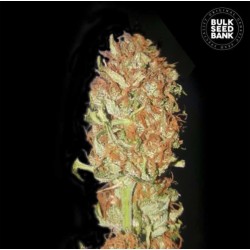 AUTO PSYCHEDELIC · Bulk...