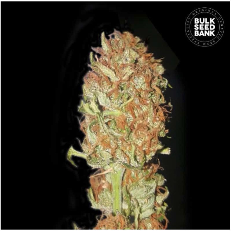 AUTO PSYCHEDELIC · Bulk Seed Bank · sementes de maconha · Auto Fem
