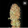 AUTO PSYCHEDELIC · Bulk Seed Bank · semi di canapa · Auto Fem