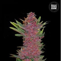 AUTO PURPLE GLAM KUSH ·...