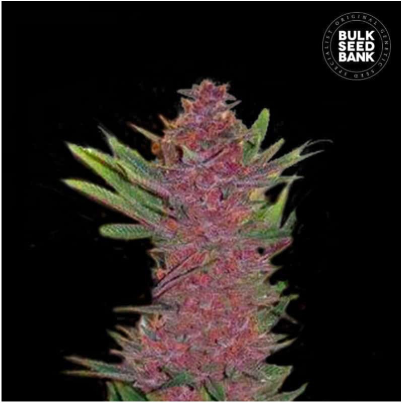 AUTO PURPLE GLAM KUSH · Bulk Seed Bank · cannabis samen · Auto Fem