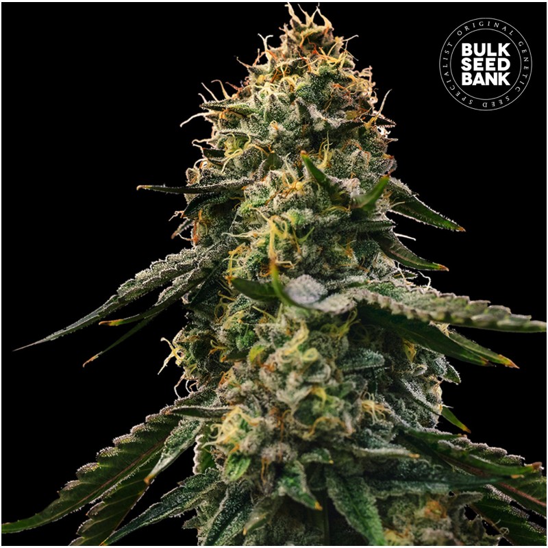 AUTO RUNTZ GLUNTZ · Bulk Seed Bank · sementes de maconha · Auto Fem