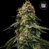 AUTO RUNTZ GLUNTZ · Bulk Seed Bank · semillas de marihuana · Auto Fem