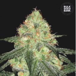 AUTO SOUR DIESEL · Bulk...