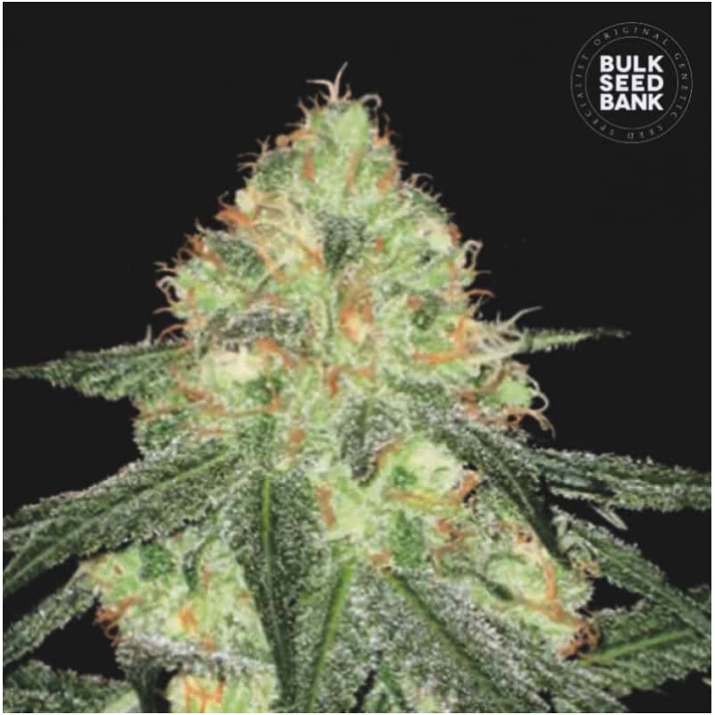 AUTO SOUR DIESEL · Bulk Seed Bank · semi di canapa · Auto Fem