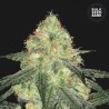 AUTO SOUR DIESEL · Bulk Seed Bank · sementes de maconha · Auto Fem