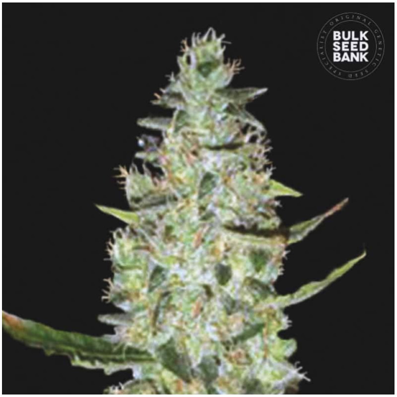 AUTO SPECIAL SKUNK · Bulk Seed Bank · cannabis seeds · Auto Fem