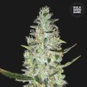 AUTO SPECIAL SKUNK · Bulk Seed Bank · sementes de maconha · Auto Fem