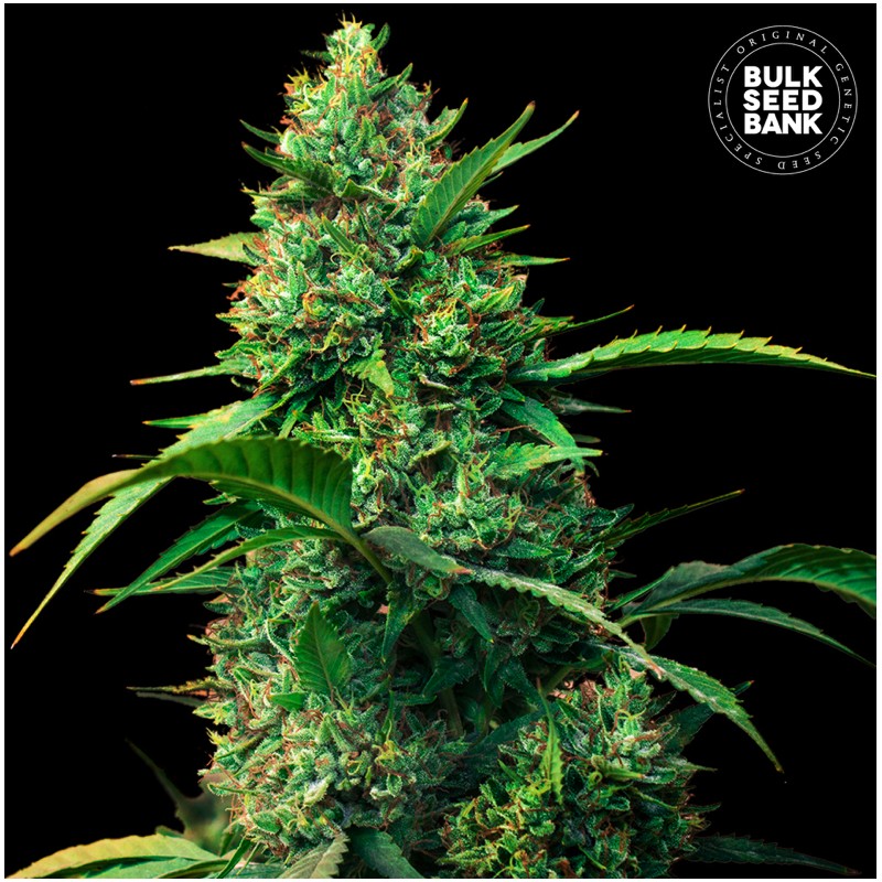 AUTO STRAWBERRY FERRY · Bulk Seed Bank · graines de cannabis · Auto Fem