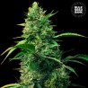 AUTO STRAWBERRY FERRY · Bulk Seed Bank · semi di canapa · Auto Fem