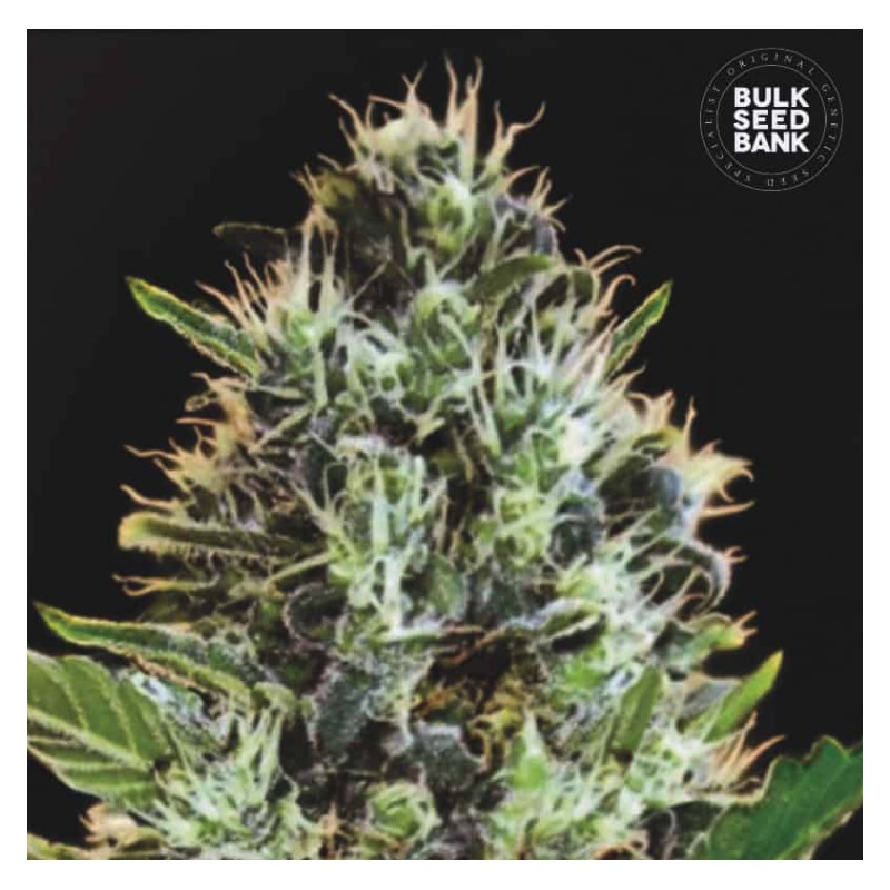 AUTO SUNMANGO · Bulk Seed Bank · kenevir tohum · Auto Fem