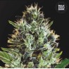 AUTO SUNMANGO · Bulk Seed Bank · sementes de maconha · Auto Fem