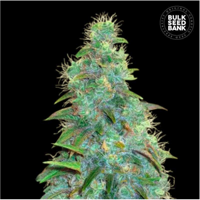 AUTO SWEET TOOTH · Bulk Seed Bank · graines de cannabis · Auto Fem
