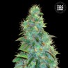 AUTO SWEET TOOTH · Bulk Seed Bank · graines de cannabis · Auto Fem