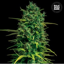 AUTO TROPICAL COCONUT ·...